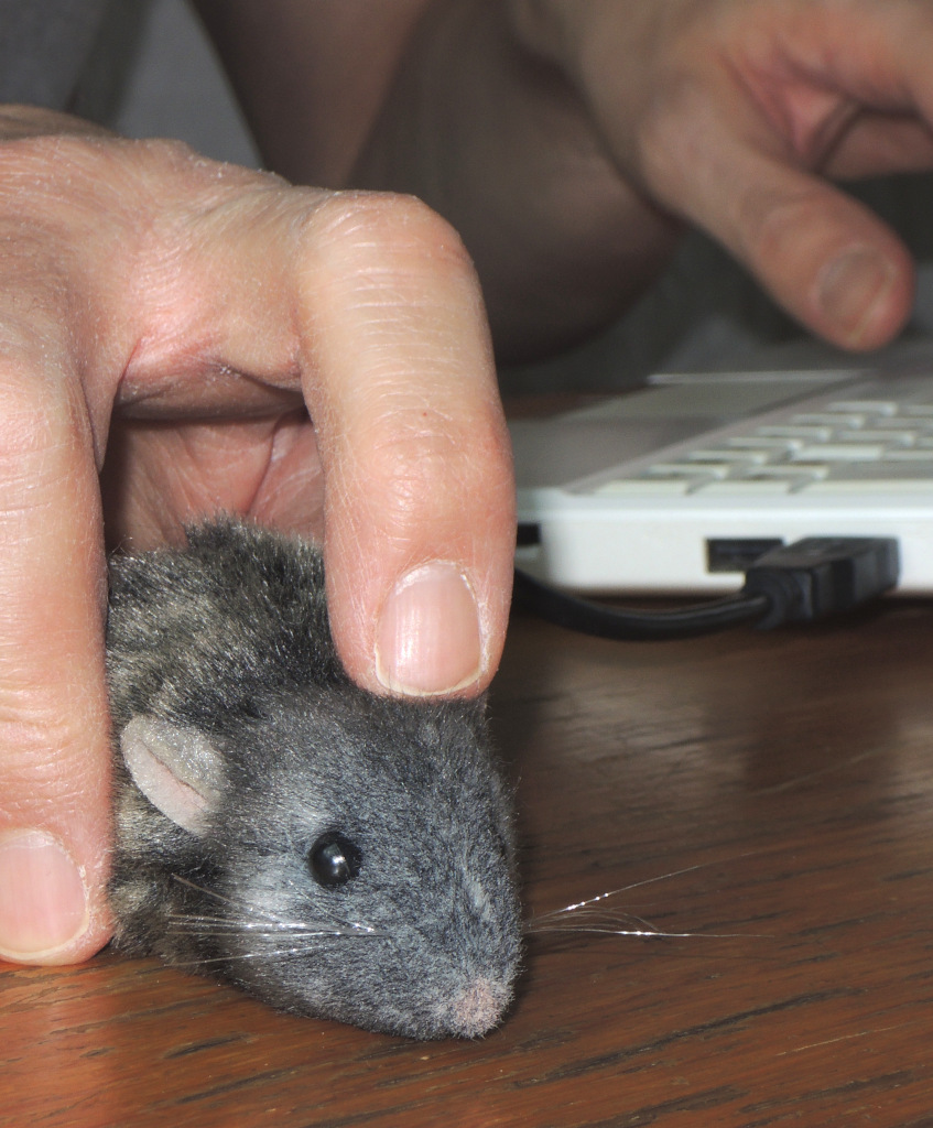 Der Übersetzer mit der Maus